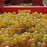Cascina San Michele コスティリオーレ・ダスティ