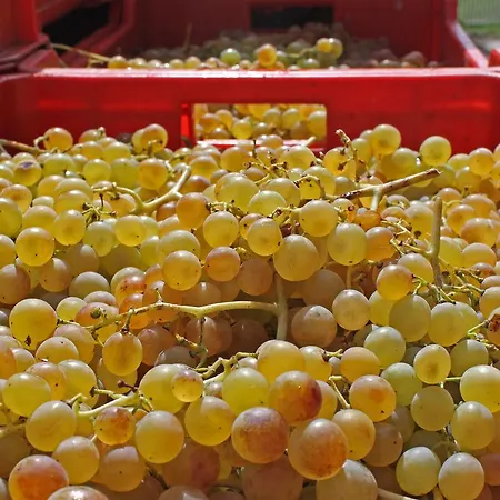 Cascina San Michele Costigliole d'Asti