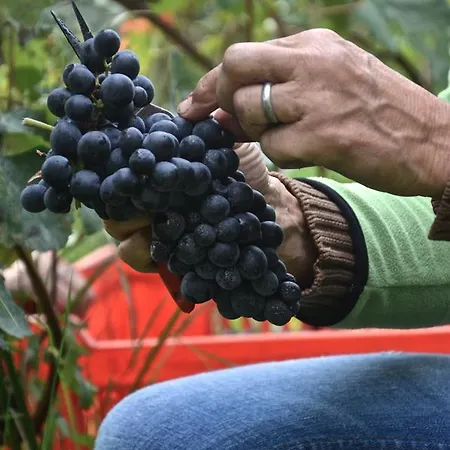 Cascina San Michele Frühstückspension Costigliole d'Asti