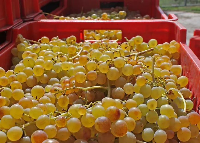 Cascina San Michele Costigliole d'Asti