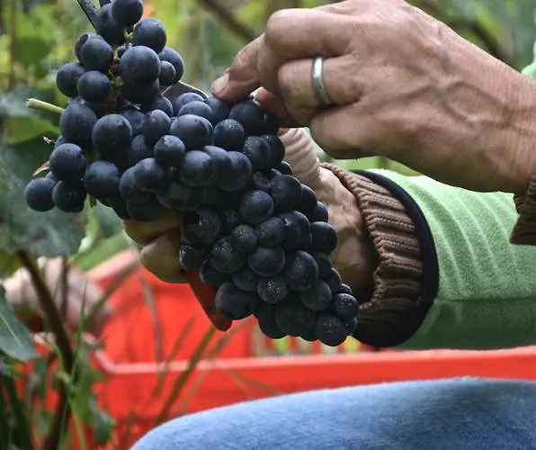 Cascina San Michele Frühstückspension Costigliole d'Asti